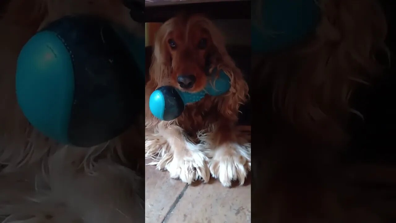 #dogshow , #animals , #dogs , #shorts