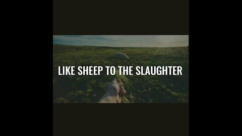 Like Sheep to Slaughter
