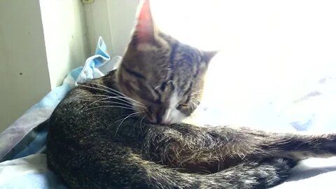 That's why the Cat's Fur Is so Shiny