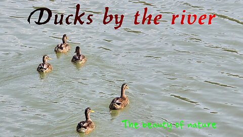 Very beautiful ducks in the river / beautiful water birds in the water.