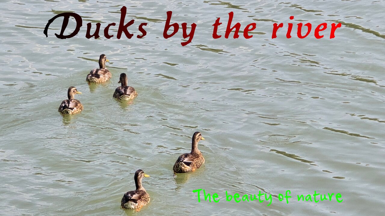 Very beautiful ducks in the river / beautiful water birds in the water.