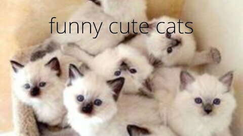 the funniest cats 1