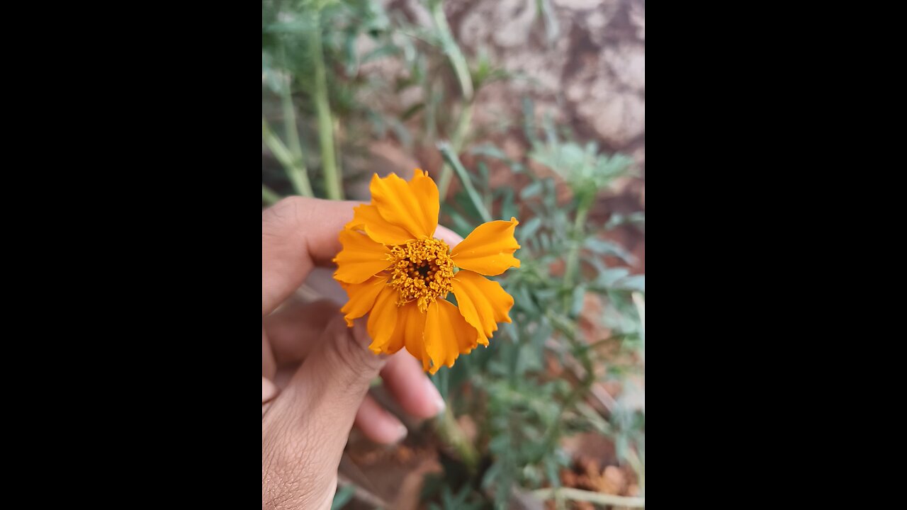 marigold flower