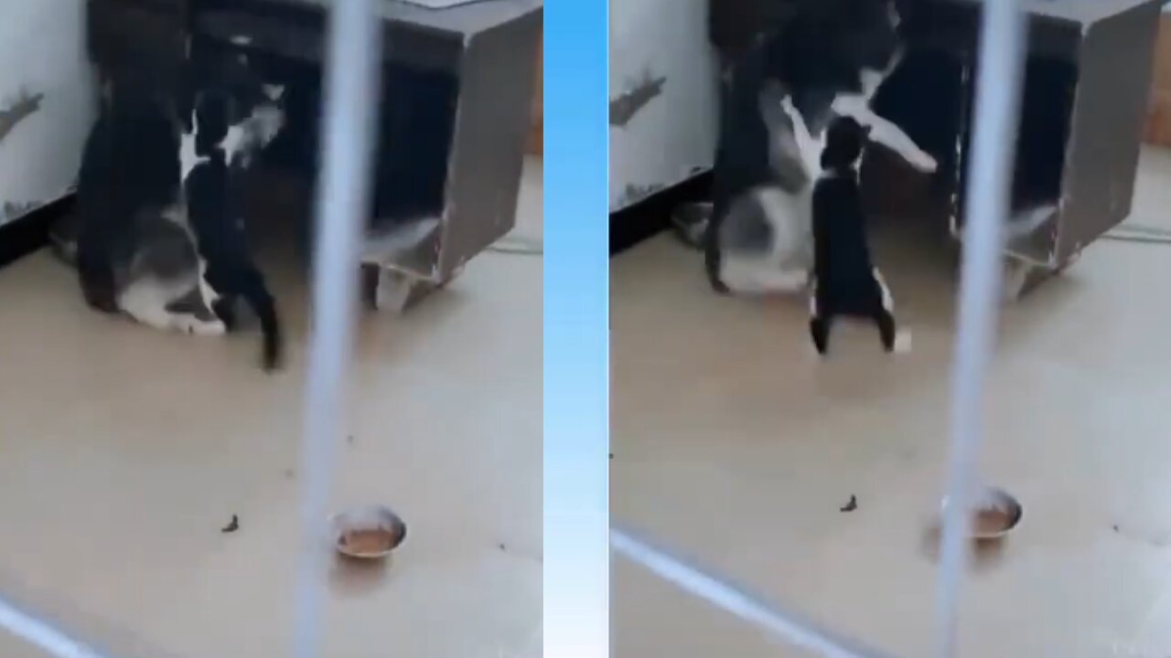 Cat Shows in a fun way, how cats play