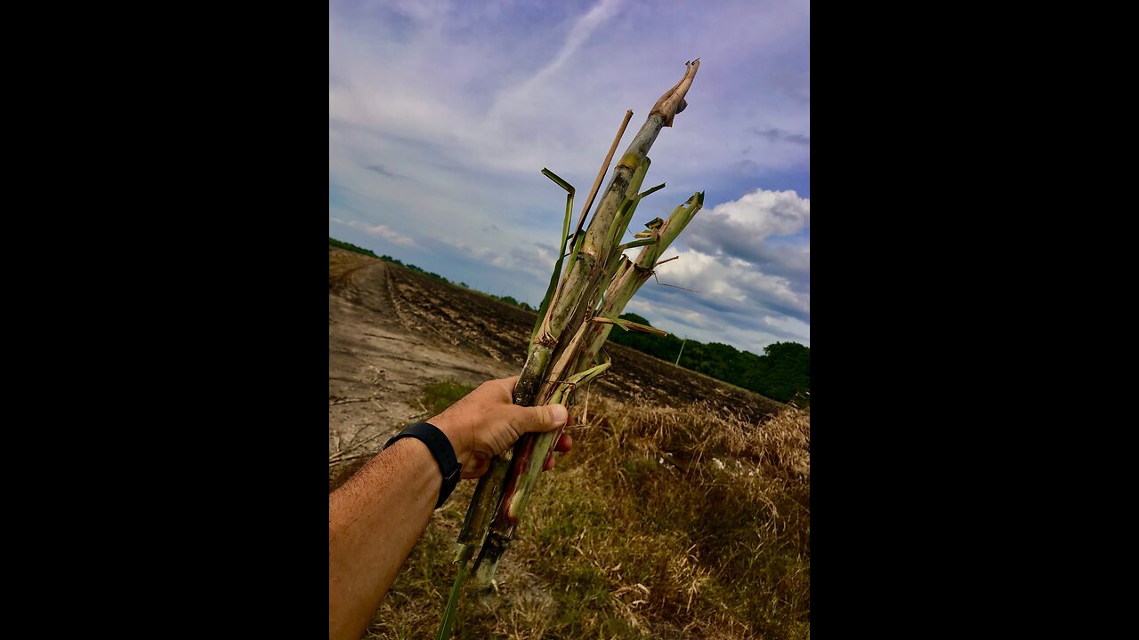 1st sugar cane harvest for Windy Solar Capitals food security coalition in FL Everglades