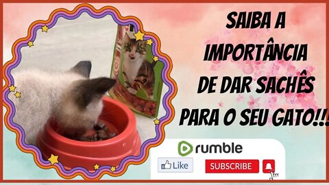Devo ou não dar saches para meu gato ? confere a resposta e uma dica interessante!