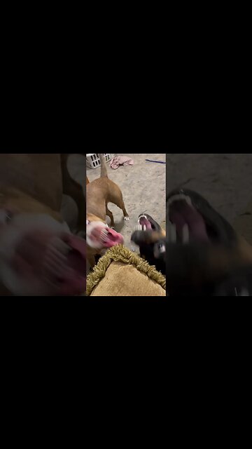 Dogs playing