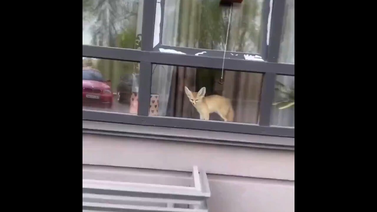 A Baby Fox Is Happy To See Its Owner