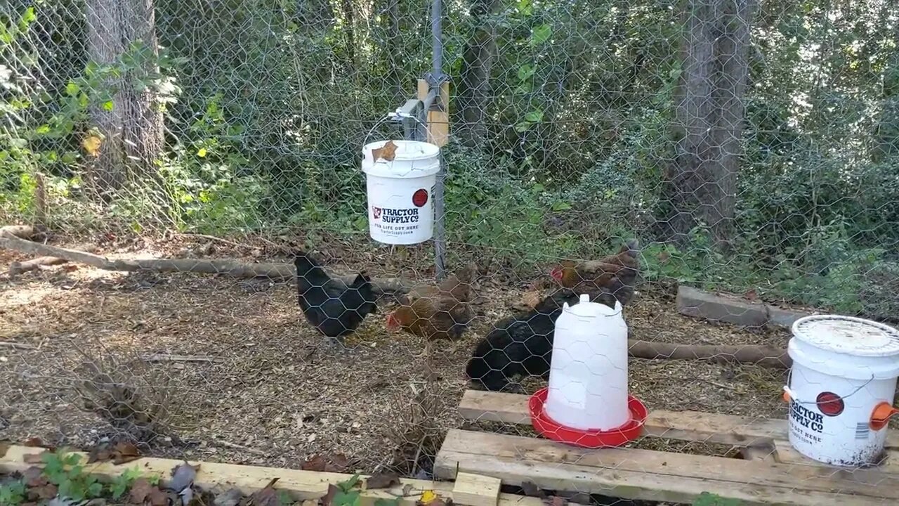 spring chicken feeder, morning after install, no pecks yet