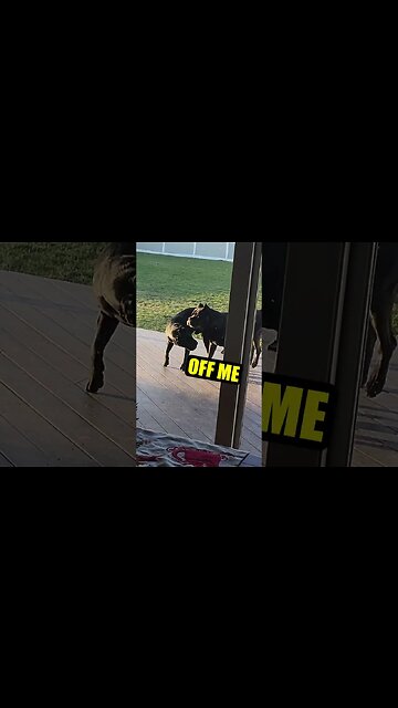 Puppy Getting Sassy with Cane Corso #shorts #funnydogs #dog #funnyanimals