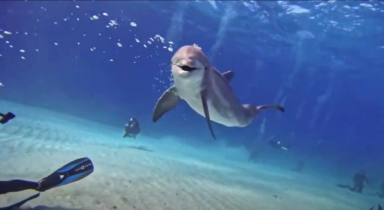 A curious dolphin swam up to these divers to see what was going on