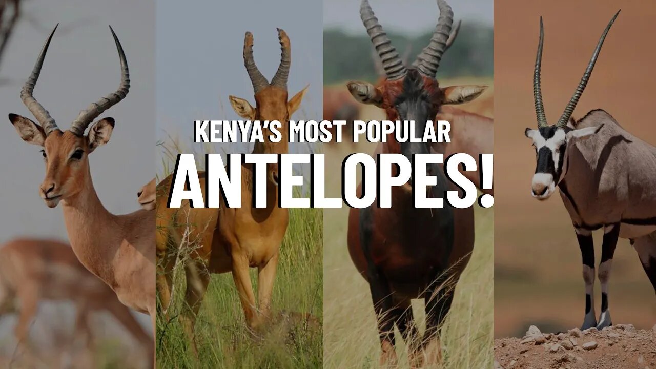 The Most Popular Antelope Species in Kenya!