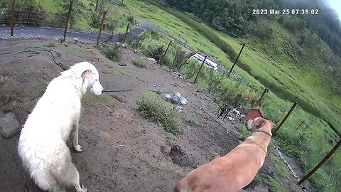 Maremma pup takes cues from older dog