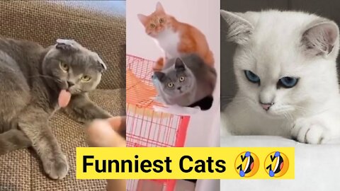 OMG Funniest Cats Ever 😹 || Don't try to hold back laughter 🤣