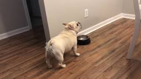 Angry French Bulldog on Diet Throws Tantrums for Not Getting Food