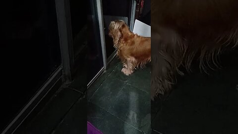 #dogshow , #animals , #dogs , #shorts