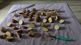 Garden Update and Prepping Seed Potatoes