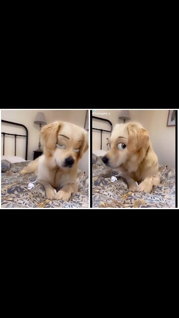 Funny pets-beautiful doggie face