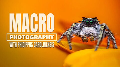 Macro Photography with a Phidippus Carolinensis | 12 image stacking!