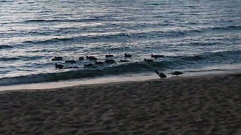 Ducks in Lake Tahoe