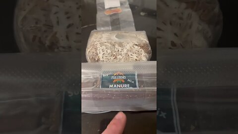 Do It Your Damn Self! the Best way to get Started Growing Mushrooms in MonoTubs!!