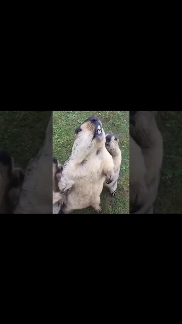 Gophers fight for food