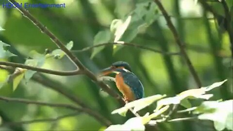 Amazing birds 🐦🕊️ (animals) nature