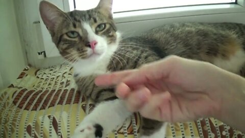 Cute Kitten Allows Me to Tickle Him