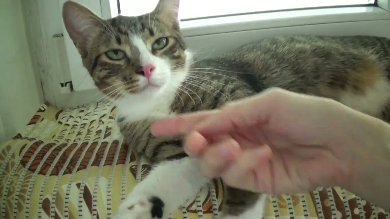 Cute Kitten Allows Me to Tickle Him