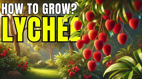 How to Grow Lychee: Tips for a Lush Lychee Tree