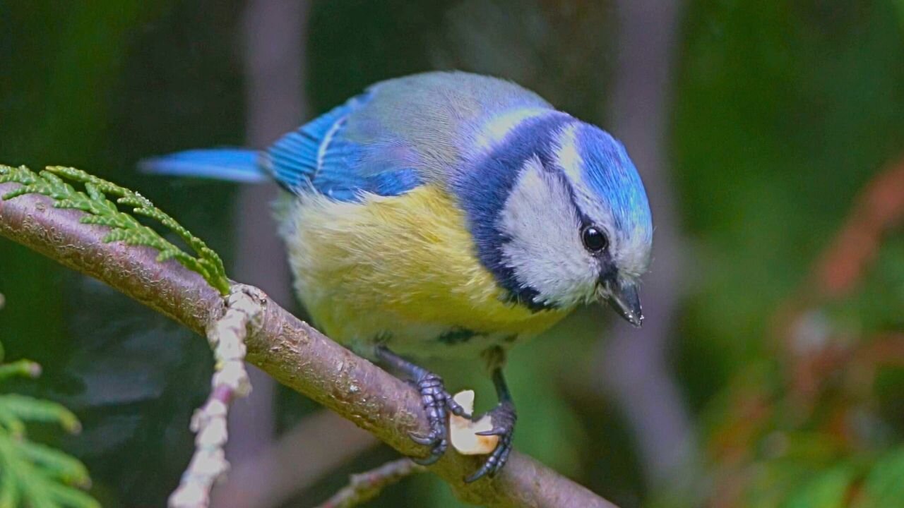 Blue Tit Eating a Peanut on a Tree Branch