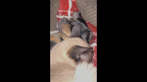 Dog and cat napping