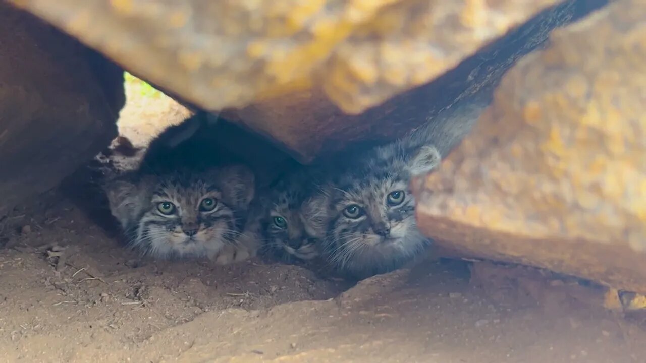 Pallas Cats In The Rocks