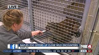 Naples Zoo offers up-close wild encounters - 8am Live Report