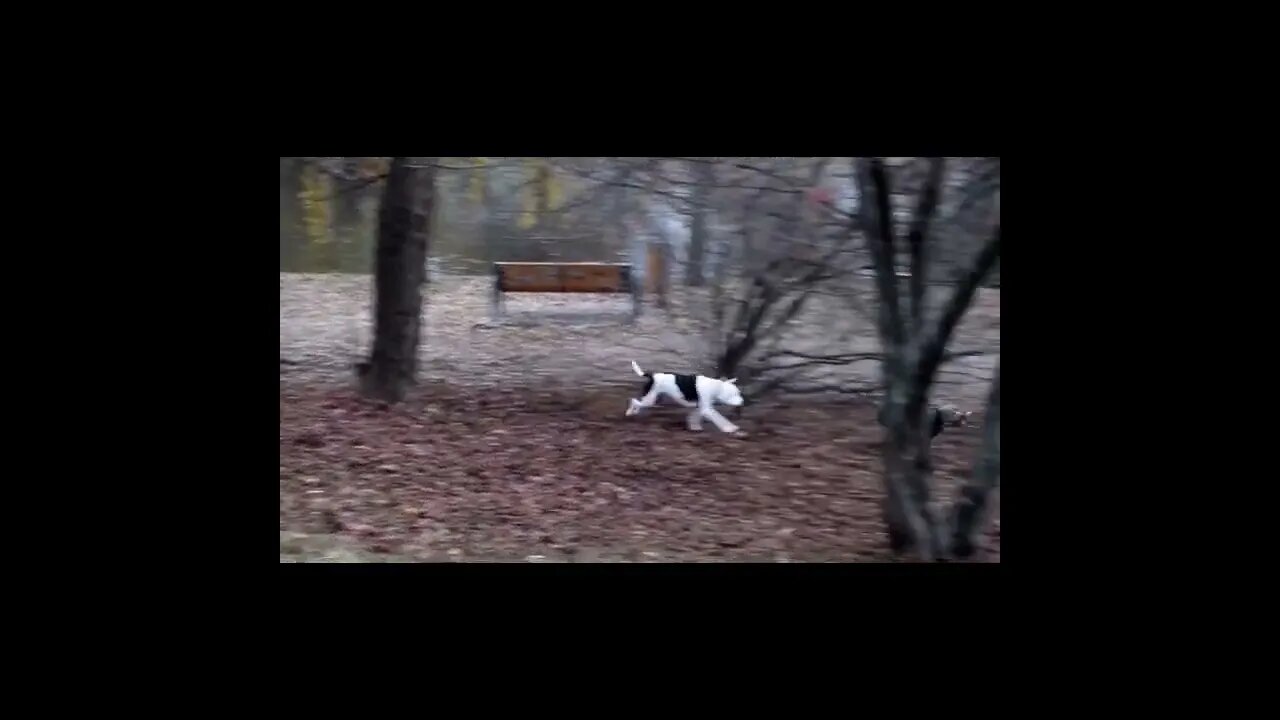 👀😨#dogs #accident