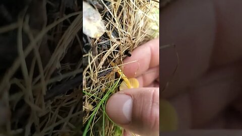 Little Yellow Mushroom Eagle River AK #nature