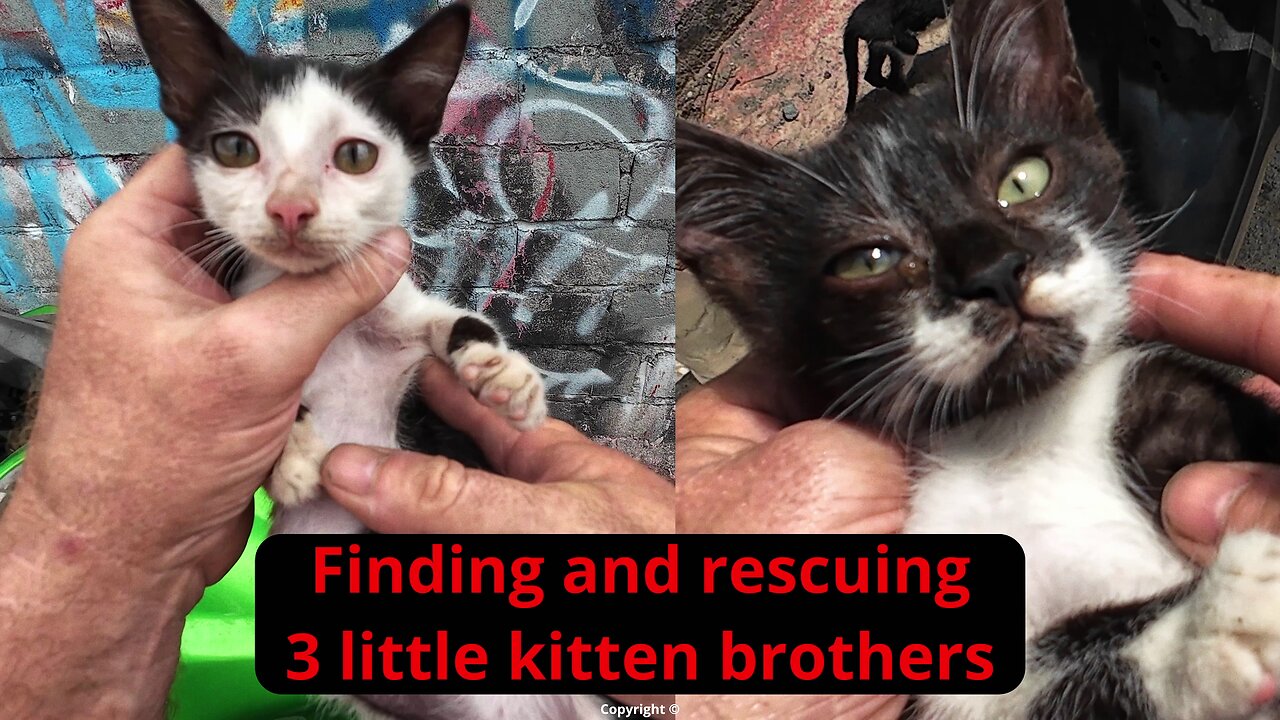 3 Little Tuxedo kittens abandoned at the dump - rescued with a surprise! #kittenrescue #irish