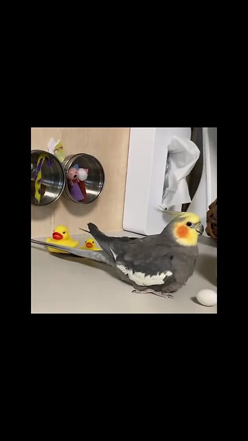 Lovely 😛 Parrot 🦜 so cute 🥰#Shorts #ytshorts #UbertainmentFun #Dogs #Animals #Fun