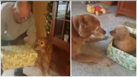 Cão se emociona com seu presente de natal: um filhote!