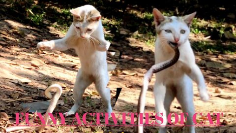 Cat funny video 🐱 Funny activities of Cat