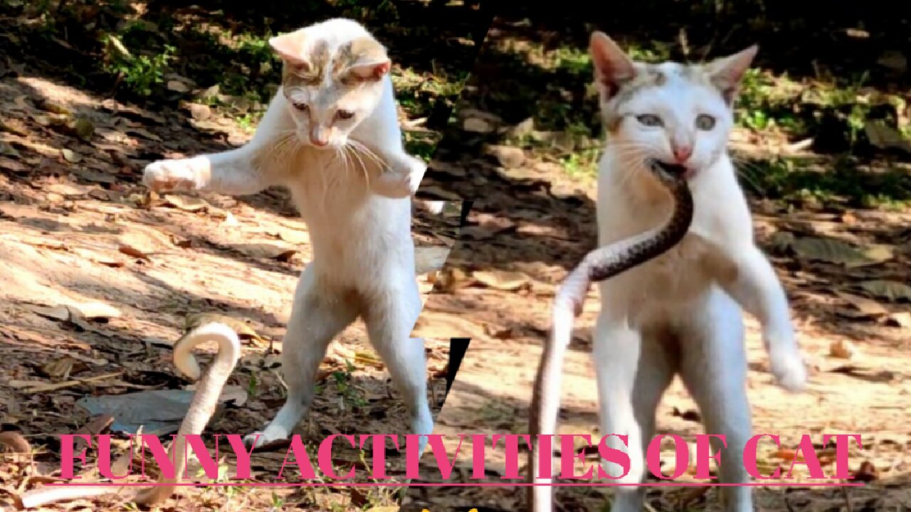 Cat funny video 🐱 Funny activities of Cat