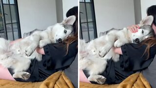 Clingy Husky Wants To Be Held Like A Baby