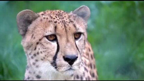 A cheetah hunting (best wild animal video)