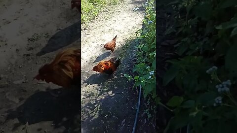 Good Morning Rusty and P2 3rd April 2023