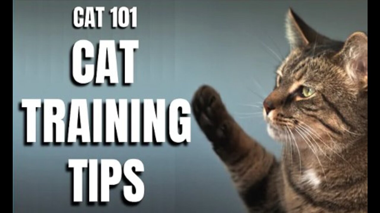 Basic Cat Training Tips 101