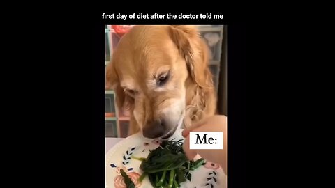 viralfunnyvideos first day at diet