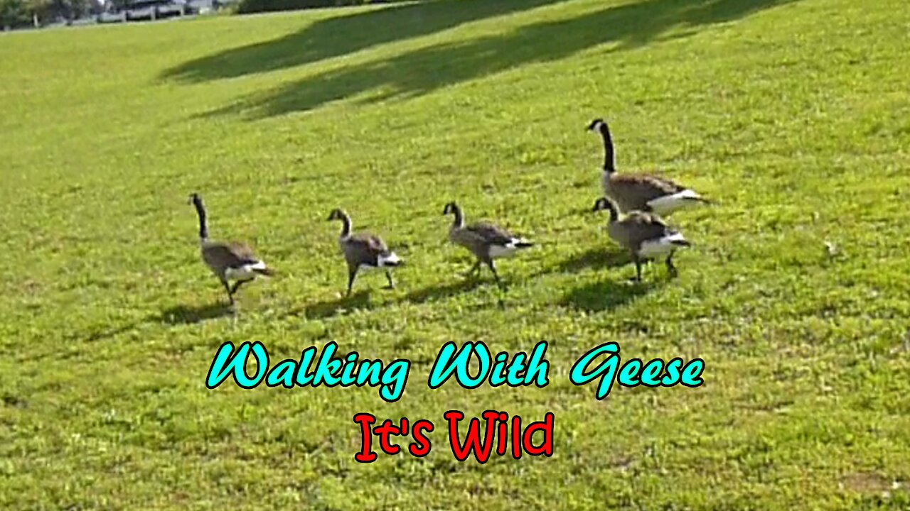 Walking With Geese – It’s Wild