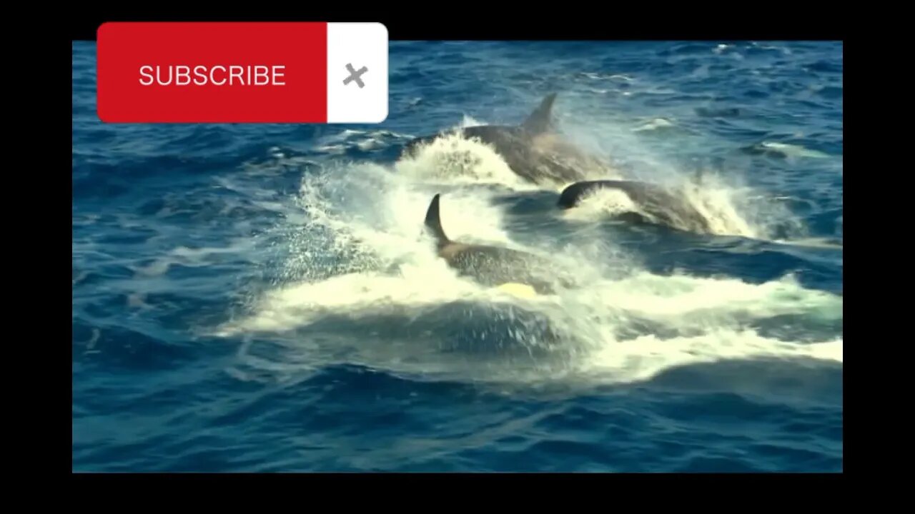 The orcas @Motivationconnect94