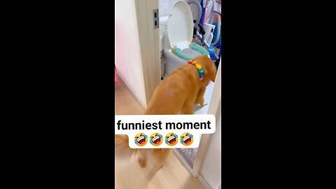 dogs and cats funny moments