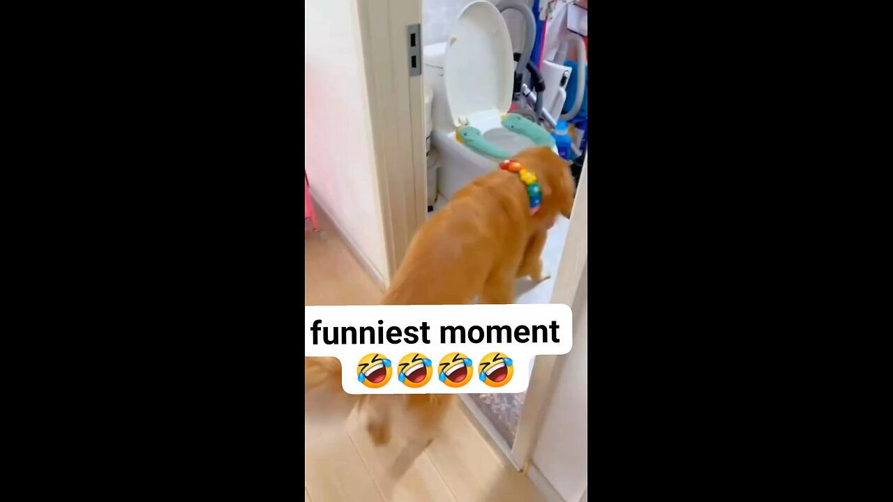 dogs and cats funny moments